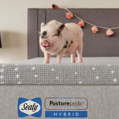 Sealy® Paterson Foam Firm - Mattress a Box