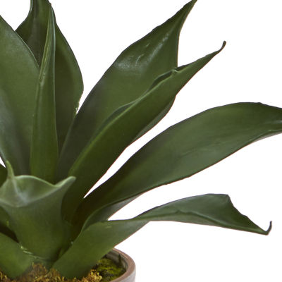 14 Agave Succulent in Decorative Planter