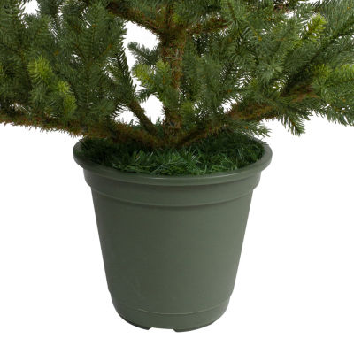 Northlight Potted Noble Pine Unlit 6 Foot Pine Christmas Tree