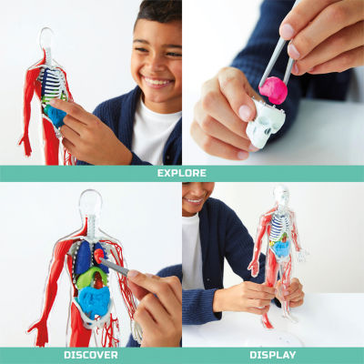 Discovery™ #Mindblown 3D Human Anatomy 28-Piece Biology Model