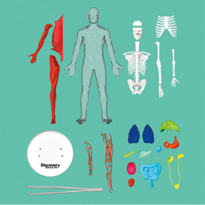 Discovery™ #Mindblown 3D Human Anatomy 28-Piece Biology Model