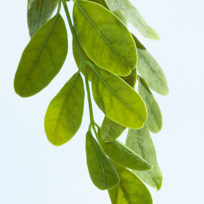 Kenra Professional Color Protecting Shampoo 33.8 oz.