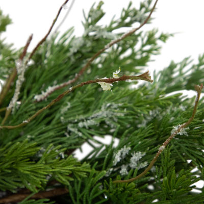 Northlight 24in Iced Cedar Unlit Wreath