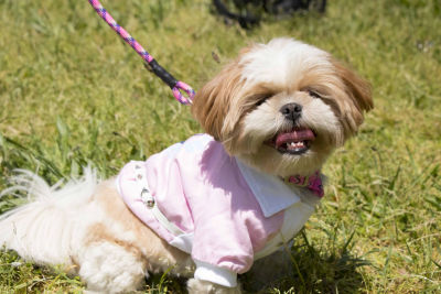 The Pet Life VarsityBuckled Collared Pet Coat JCPenney