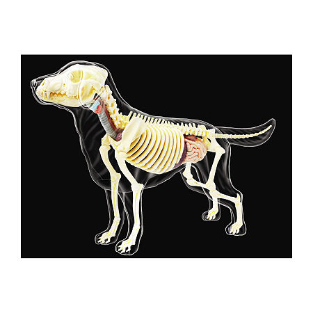 4D Vision Full Skeleton Dog Model, One Size, Black