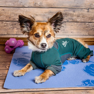 Dog Helios ® 'Rufflex' Mediumweight 4-Way-Stretch Breathable Full Bodied Performance Warmup Track Suit