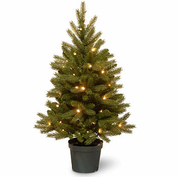 Fresh Fraser Fir Christmas Tree – Moscarillo's Garden Shoppe