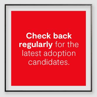 Check back regularly for the latest adoption candidates