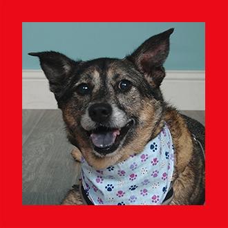Doggies for Adoption