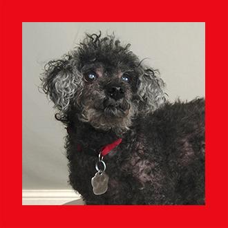 Doggies for Adoption
