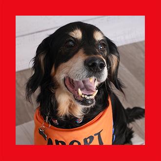 Doggies for Adoption