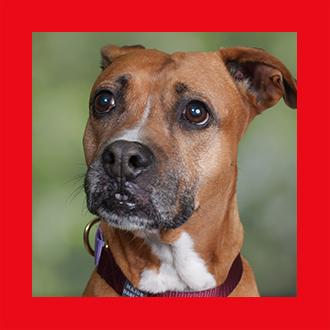Doggies for Adoption