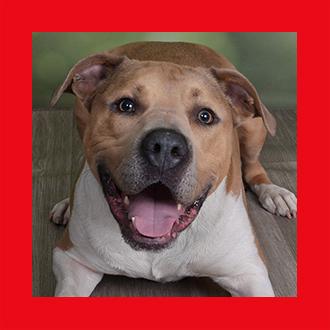 Doggies for Adoption