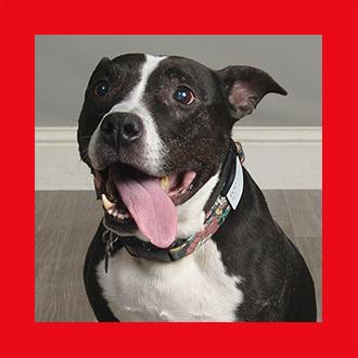 Doggies for Adoption