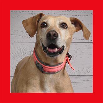 Doggies for Adoption