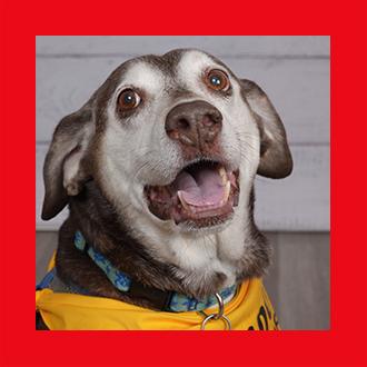 Doggies for Adoption