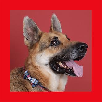 Doggies for Adoption