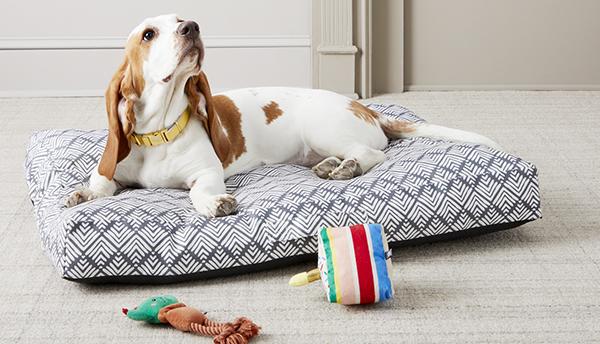 Signal Dog Beds, Modern Accessories