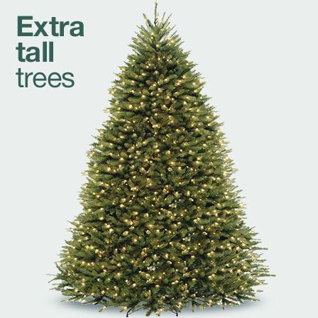 Extra tall trees