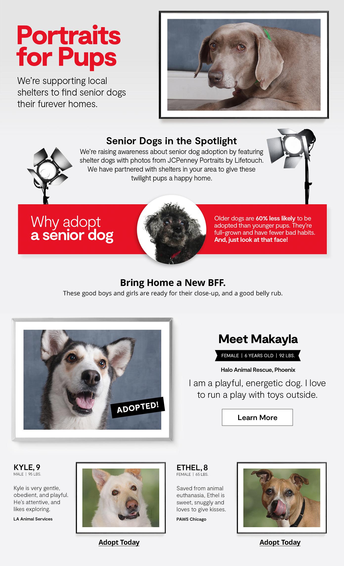 JCPenney | Portraits for Pups